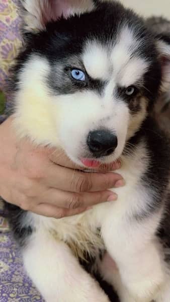 husky puppies for sale female 3