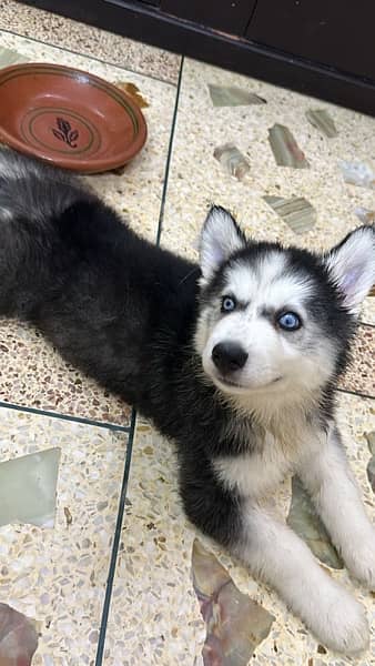 husky puppies for sale female 4