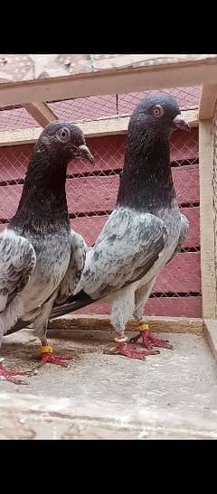 golden kasoori pair 8k . . . rampuri pair 7k 0