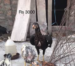 Aseel chicks (2.5 months)