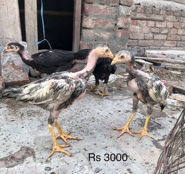 Aseel chicks (2.5 months) 1