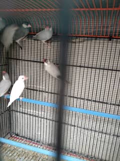 Silver & Grey java adult available 0
