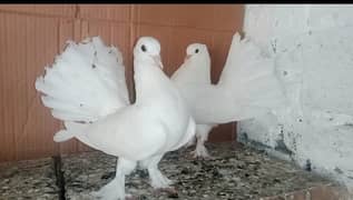 Lakky Kabootar Fancy Pigeon