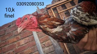 mianwali aseel 2 male sale healthy and active long height