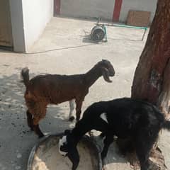 5 femail goats full and finl 15000 per piece