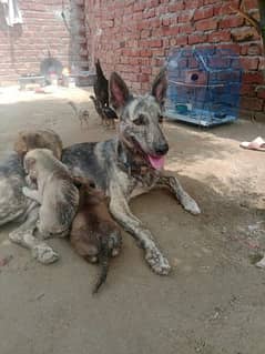 purbaghyari papy full agrecve dog rakhi k liye 0