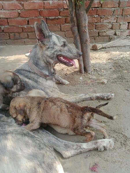 purbaghyari papy full agrecve dog rakhi k liye 1