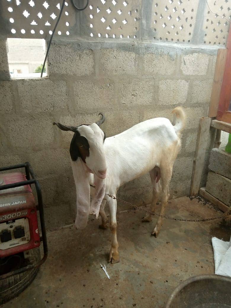 Goat | bakri | sheep | Breader | | بکری  | bakri for sale. 2