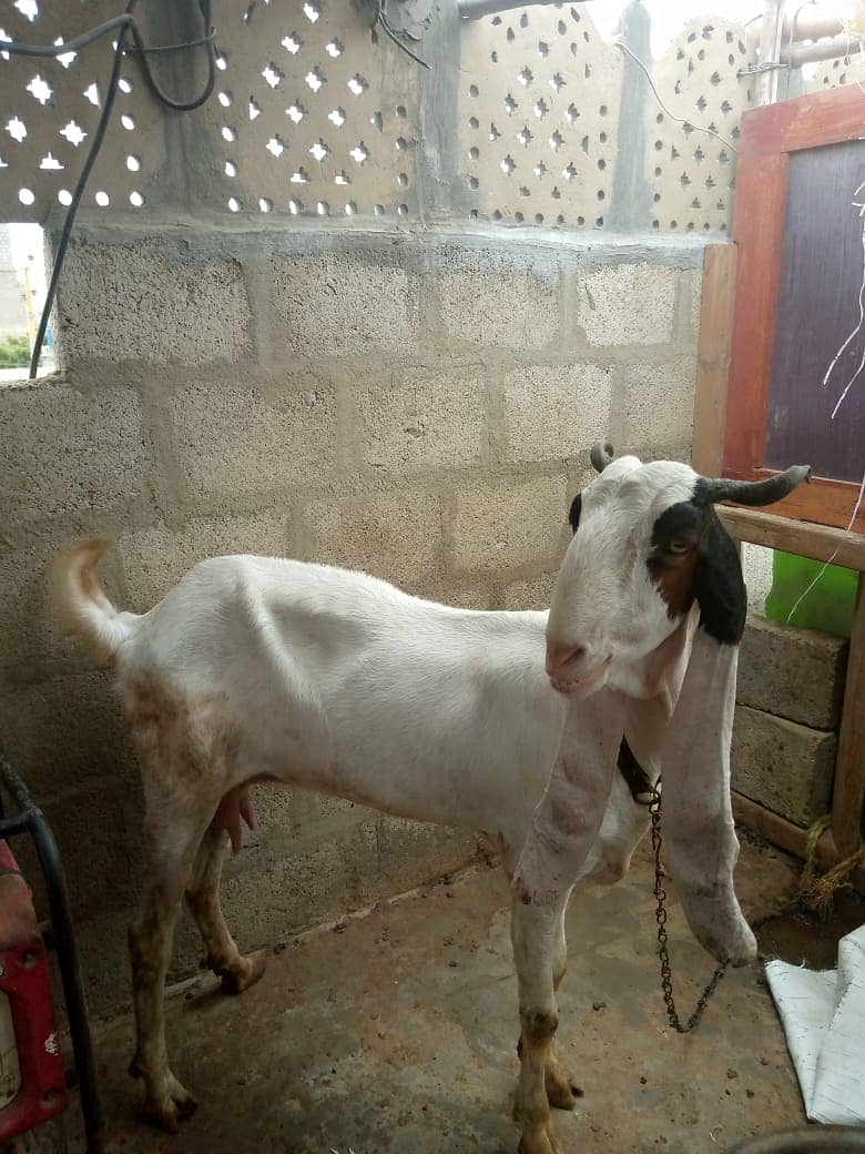 Goat | bakri | sheep | Breader | | بکری  | bakri for sale. 5