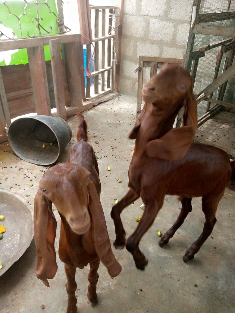 Goat | bakri | sheep | Breader | | بکری  | bakri for sale. 7