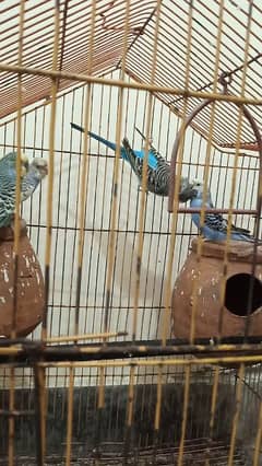 2 breeder pair healthy and active with cage