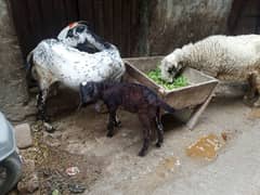 goat sale with her male baby