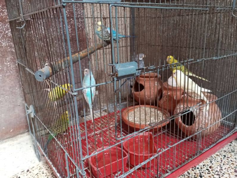 7 parrot for sale. 0