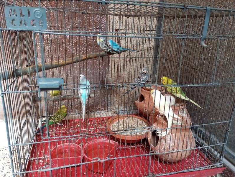 7 parrot for sale. 1