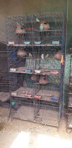 cages and birds 0