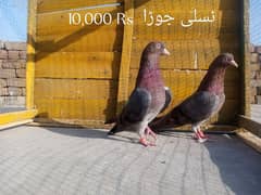 Mix Pigeon Pairs