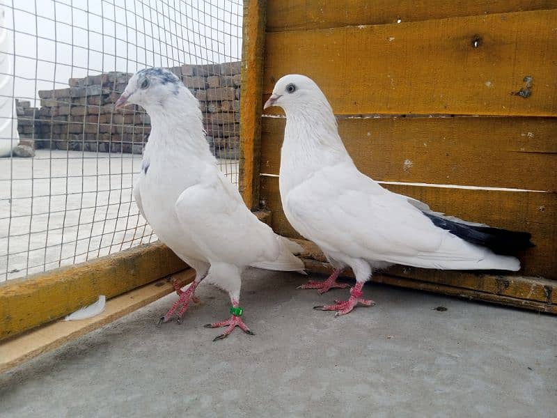 Mix Pigeon Pairs 1