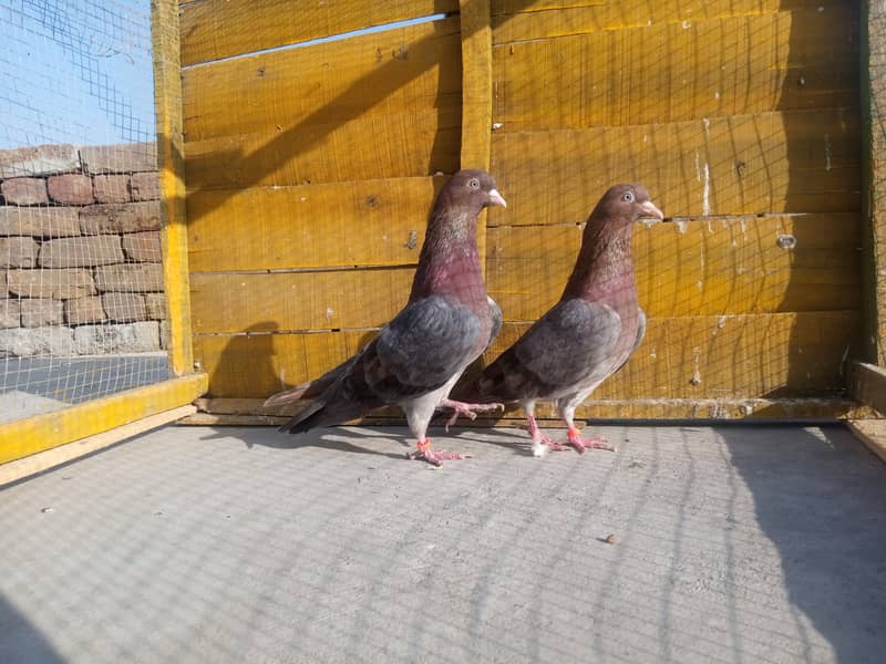 Mix Pigeon Pairs 2