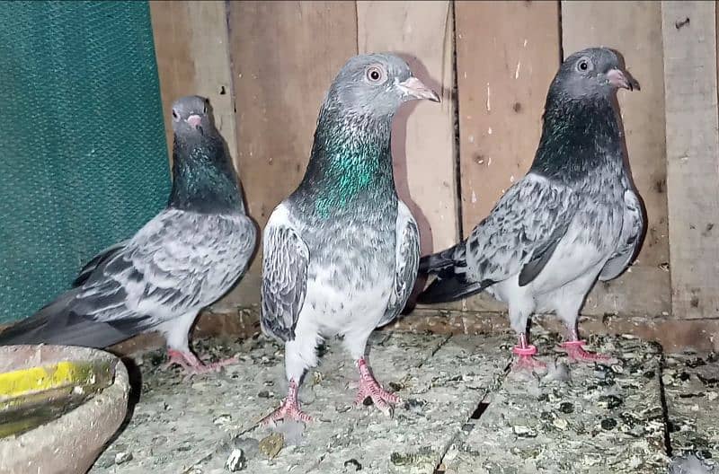 Mix Pigeon Pairs 4