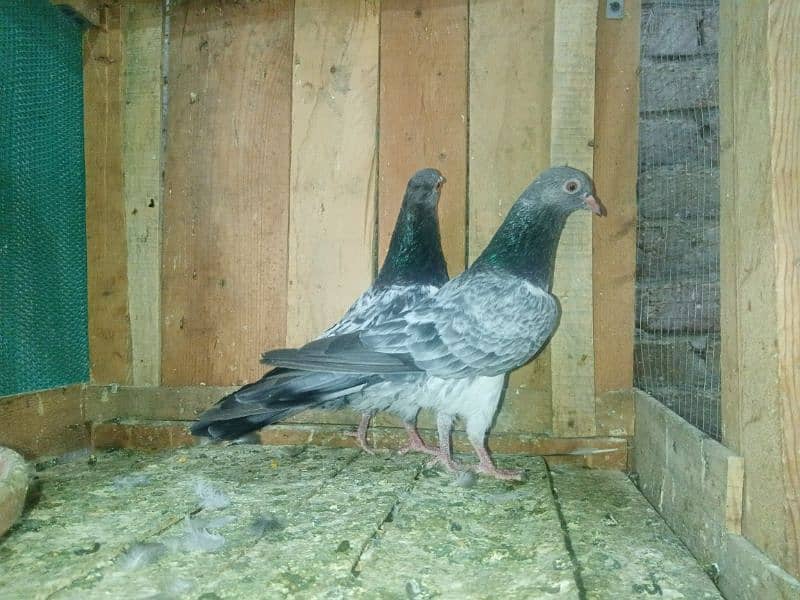 Mix Pigeon Pairs 6