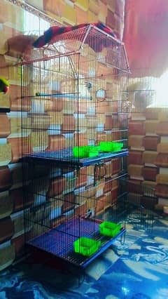 parrot with cage