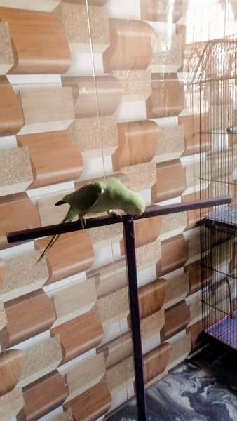 parrot with cage 3