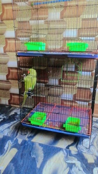 parrot with cage 8