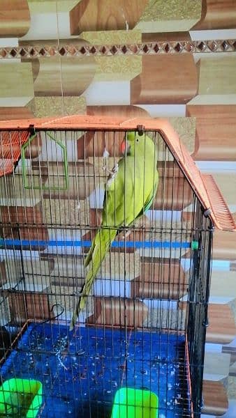 parrot with cage 9