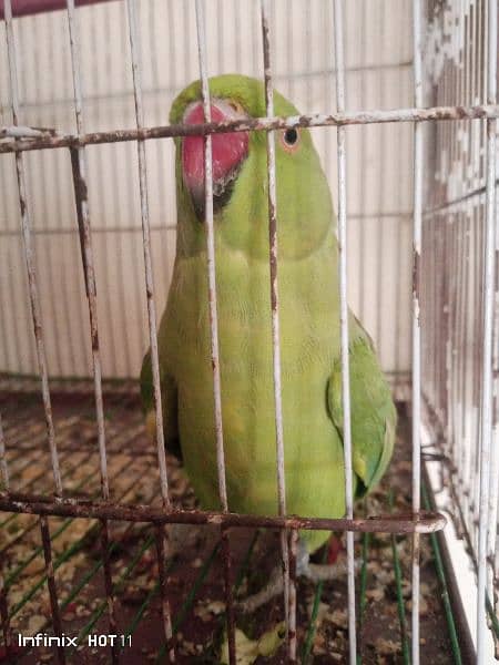 Parrots for sale 0