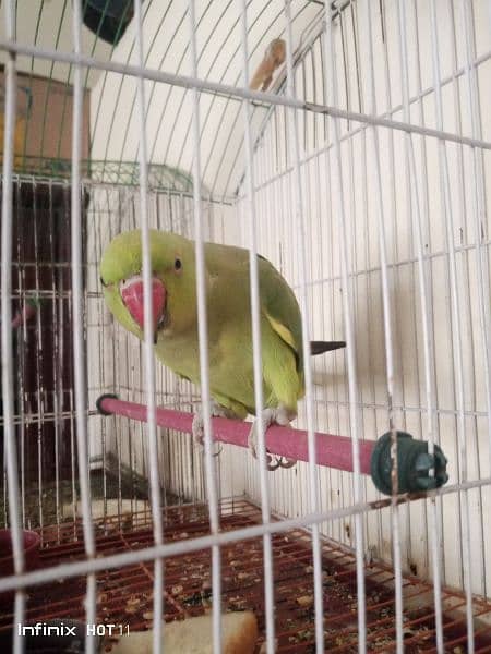 Parrots for sale 1