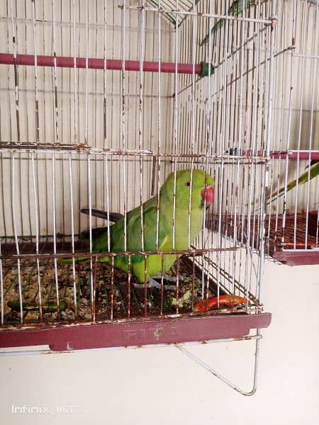 Parrots for sale 2