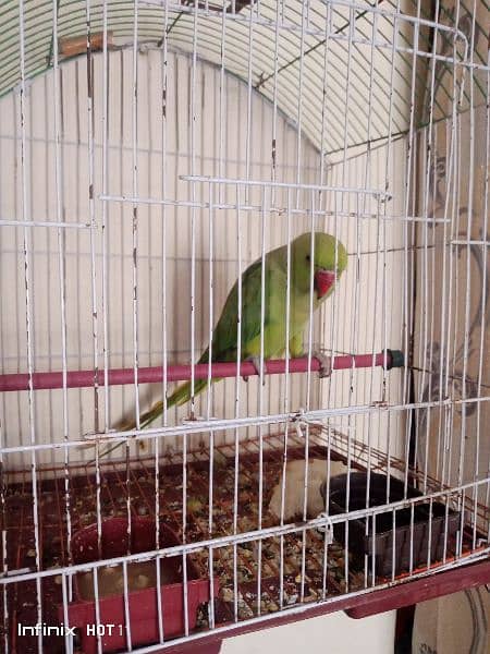 Parrots for sale 3