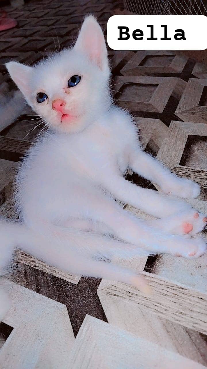 Female kitten for sale doll face and trained 1