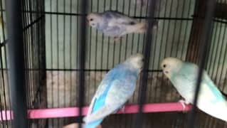 Australian Parrots for Sale 0