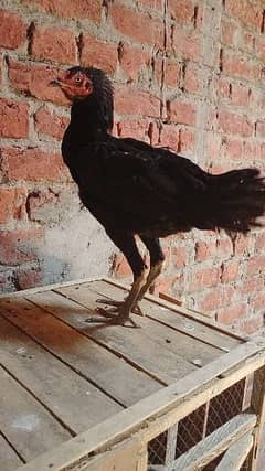 aseel hen male and female for sale