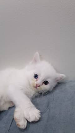 blue eye kitten