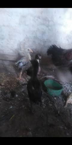 aseel chicks