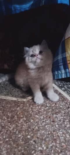 Persian cat kitten available 0