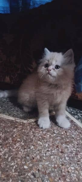 Persian cat kitten available 1