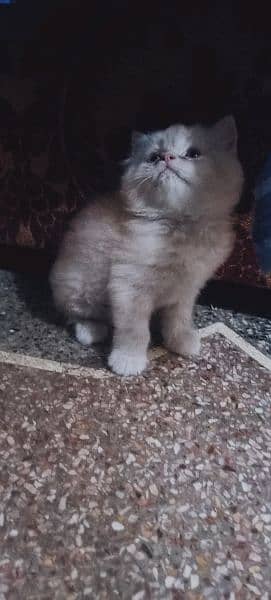 Persian cat kitten available 2