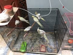 cockatiel parrots  and cage