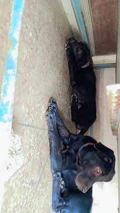IAM selling 2 Labrador dog  pairs 1 male 1 female