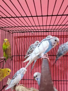 Budgies parrots for Sale, Young adult pieces
