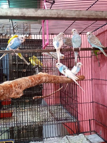 Budgies parrots for Sale, Young adult pieces 1