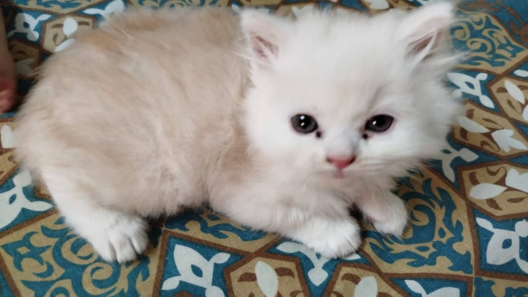 Pure Persian kittens  3 coated Age 1 month and 10 days. 0
