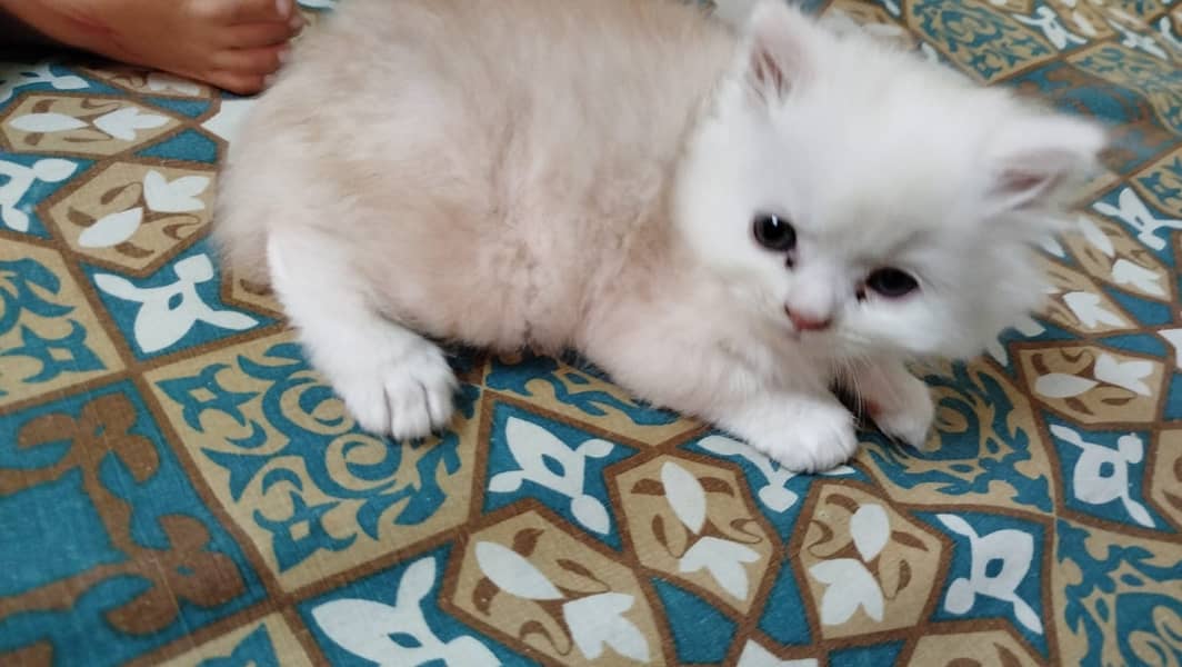 Pure Persian kittens  3 coated Age 1 month and 10 days. 1