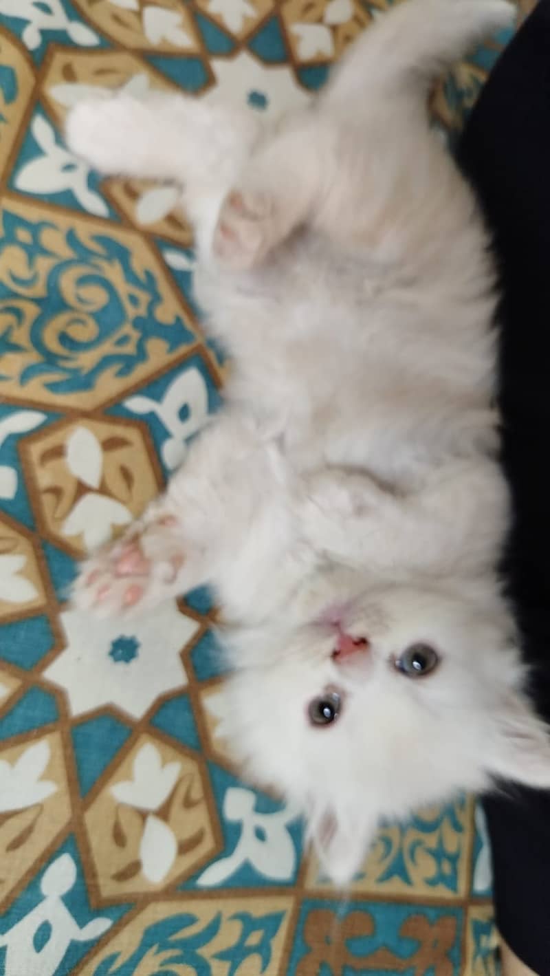 Pure Persian kittens  3 coated Age 1 month and 10 days. 2