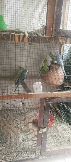 cage with Australian parrots male female both pair with cage