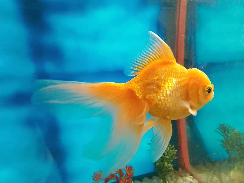 Gold fish 2