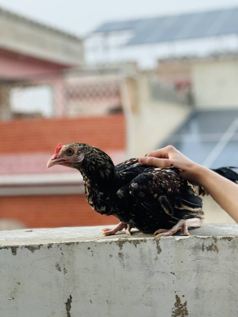 3 hens 2 male 1 female 2